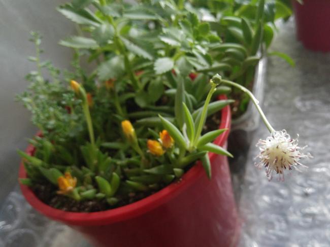 Name:  20170420_144337-1.jpg
Views: 833
Size:  34.9 KB