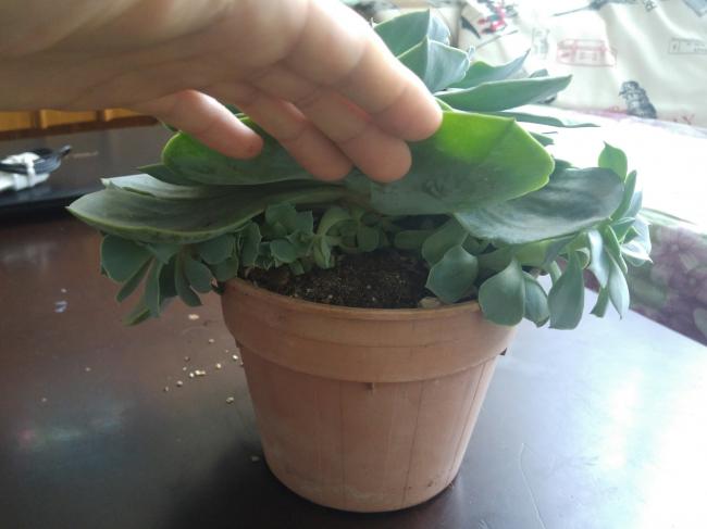 Name:  20170420_144603-1.jpg
Views: 865
Size:  29.6 KB