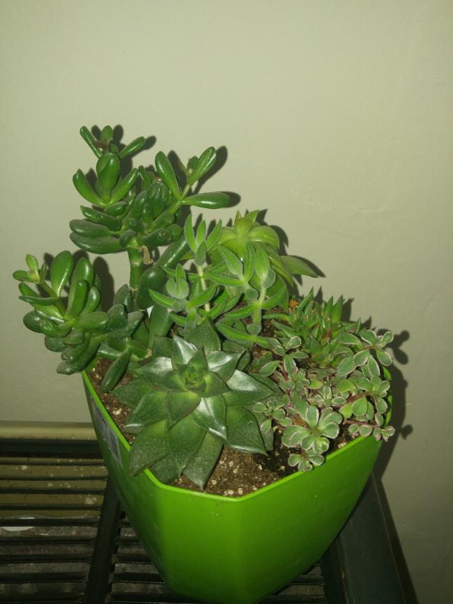 Name:  20170421_213623-1.jpg
Views: 827
Size:  58.3 KB