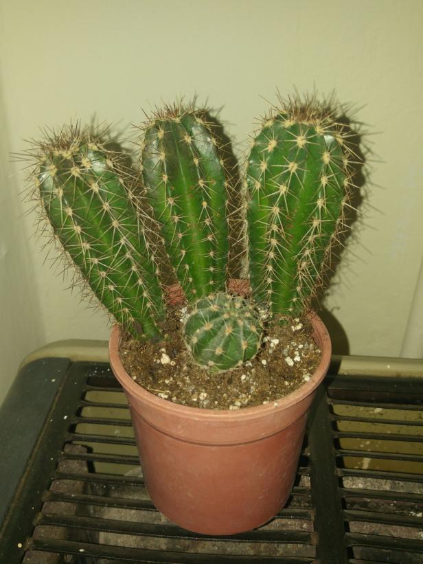 Name:  20170421_213702-1.jpg
Views: 964
Size:  70.8 KB