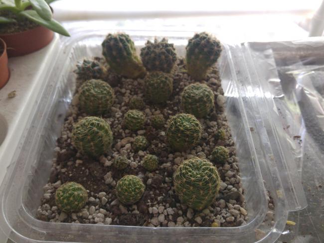 Name:  20170425_093859-1.jpg
Views: 791
Size:  46.0 KB