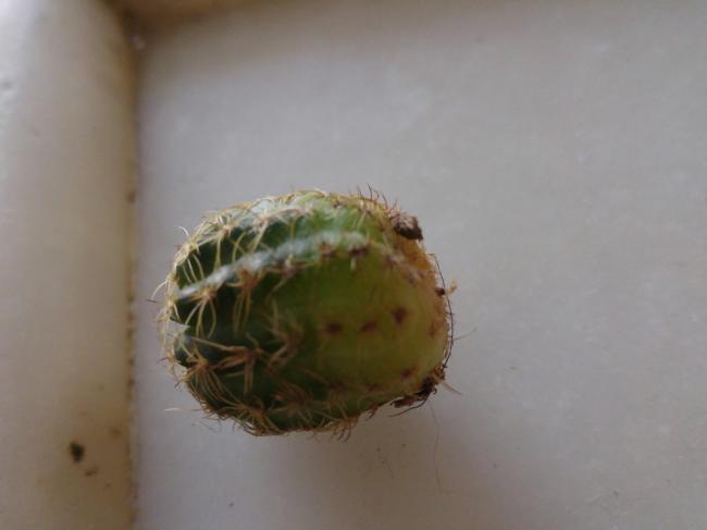 Name:  20170425_093953-1.jpg
Views: 824
Size:  19.1 KB