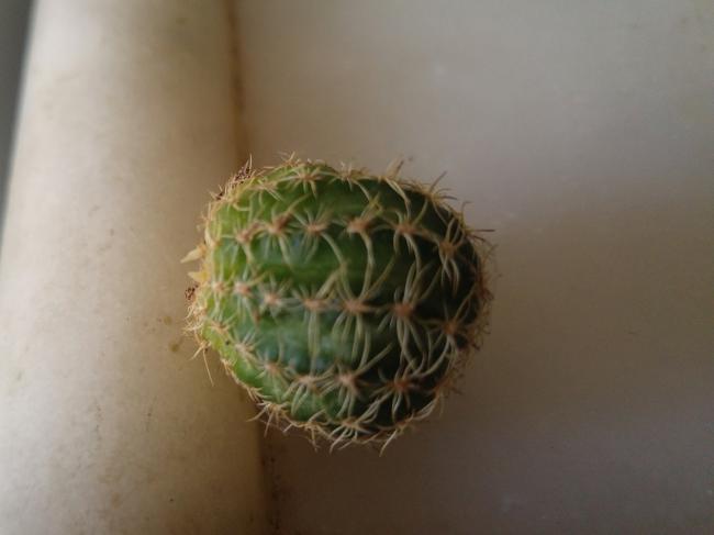 Name:  20170425_094037-1.jpg
Views: 794
Size:  22.2 KB