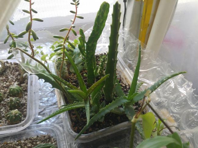 Name:  20170425_093846-1.jpg
Views: 758
Size:  54.2 KB