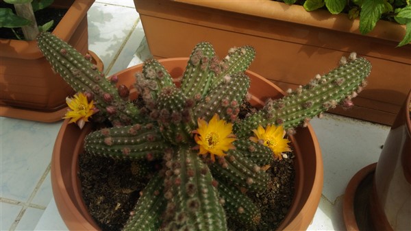 Name:  P_20170501_102807 (600 x 337).jpg
Views: 2093
Size:  56.7 KB