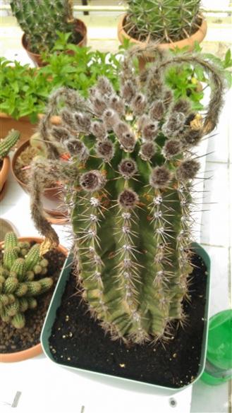 Name:  P_20170501_130329 (330 x 587).jpg
Views: 2228
Size:  40.8 KB