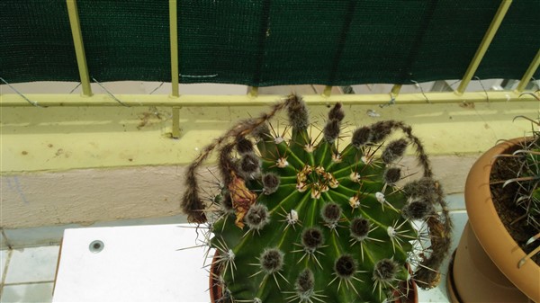 Name:  P_20170501_130341 (600 x 337).jpg
Views: 2061
Size:  58.7 KB