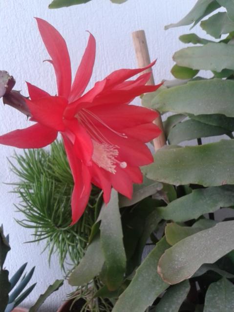 Name:  20170430_080009.jpg
Views: 634
Size:  40.0 KB
