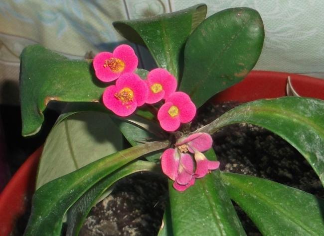 Name:  DSCF0319.jpg
Views: 528
Size:  43.9 KB