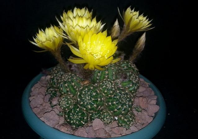 Name:  IMG-20170513-WA0007bb.jpg
Views: 4107
Size:  36.5 KB