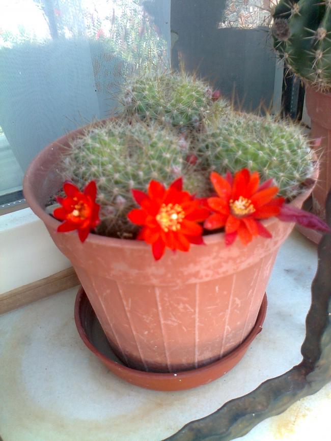 Name:  Fotoraf4290.jpg
Views: 603
Size:  69.6 KB