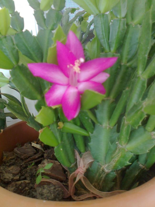 Name:  Fotoraf4289.jpg
Views: 606
Size:  61.5 KB