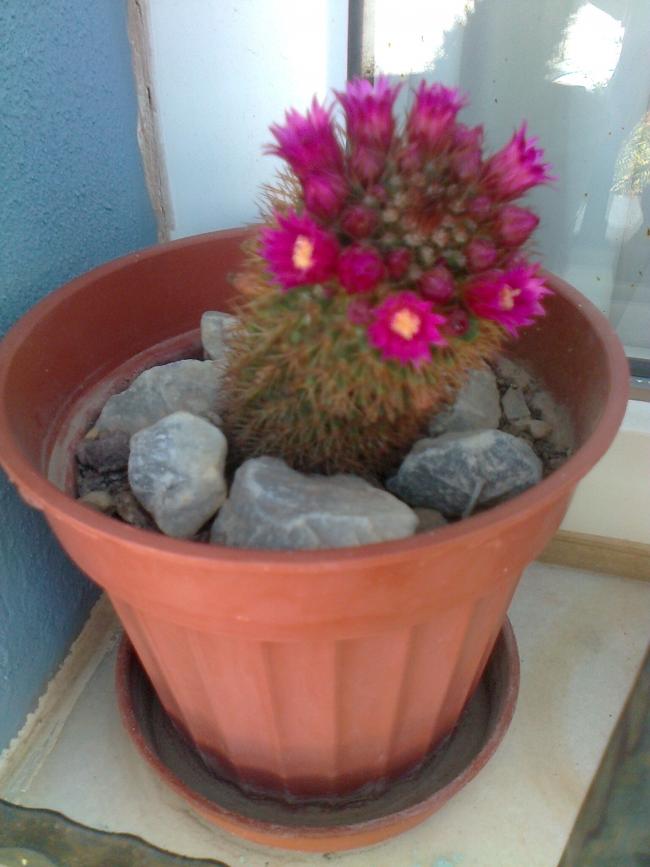Name:  Fotoraf4291.jpg
Views: 585
Size:  55.6 KB
