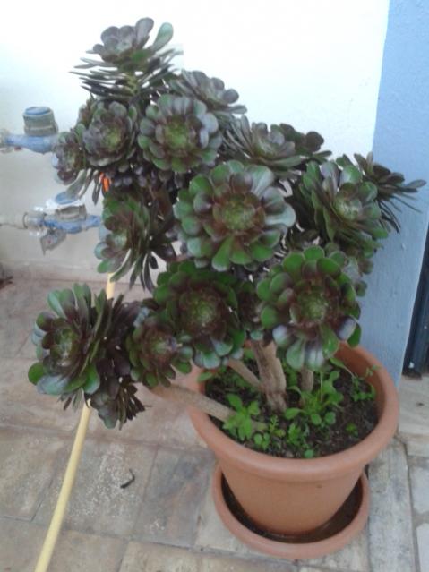 Name:  20170510_195551.jpg
Views: 604
Size:  39.7 KB
