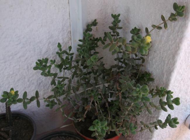 Name:  DSCF0388.jpg
Views: 462
Size:  42.6 KB