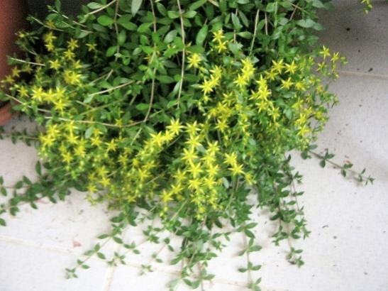 Name:  sedum sarmentosum.jpg
Views: 1085
Size:  45.5 KB