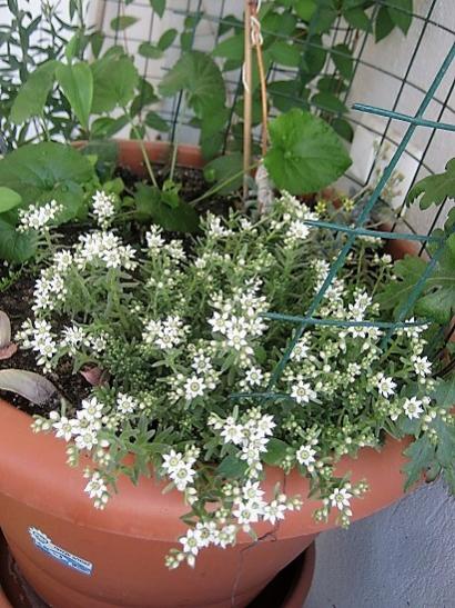 Name:  adn bilmediim sedum..jpg
Views: 1074
Size:  57.3 KB