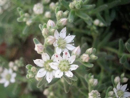 Name:  sedum1.jpg
Views: 1060
Size:  30.0 KB