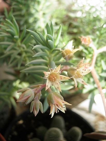 Name:  graptopetalum..jpg
Views: 1069
Size:  30.4 KB
