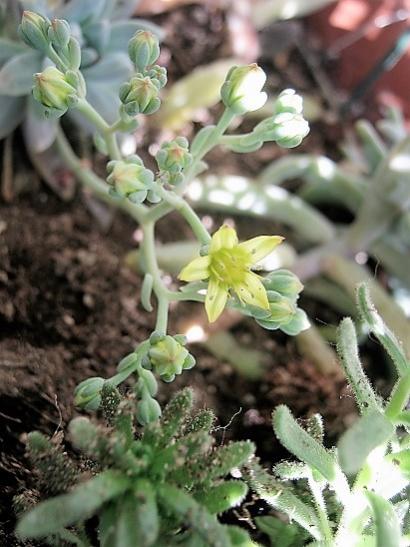Name:  graptosedum.jpg
Views: 1062
Size:  41.5 KB