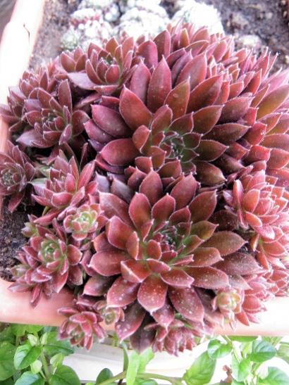 Name:  sempervivum.jpg
Views: 1075
Size:  54.2 KB