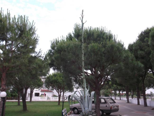 Name:  DSCF0494.jpg
Views: 797
Size:  47.6 KB