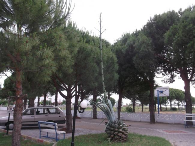 Name:  DSCF0495.jpg
Views: 797
Size:  54.0 KB