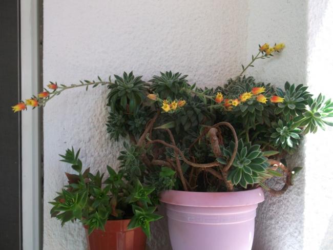 Name:  DSCF0502.jpg
Views: 788
Size:  41.9 KB