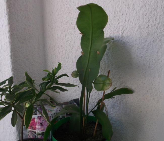 Name:  DSCF0539.jpg
Views: 811
Size:  43.2 KB