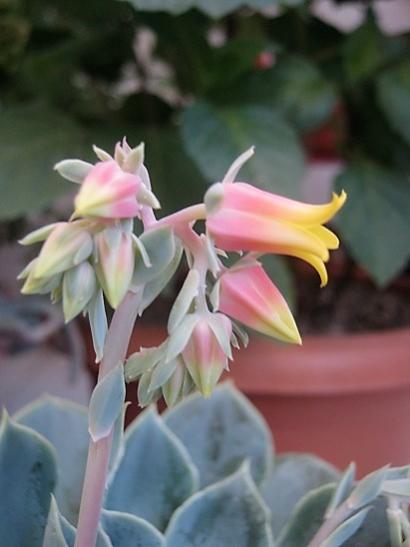 Name:  echeveria.jpg
Views: 1008
Size:  24.8 KB
