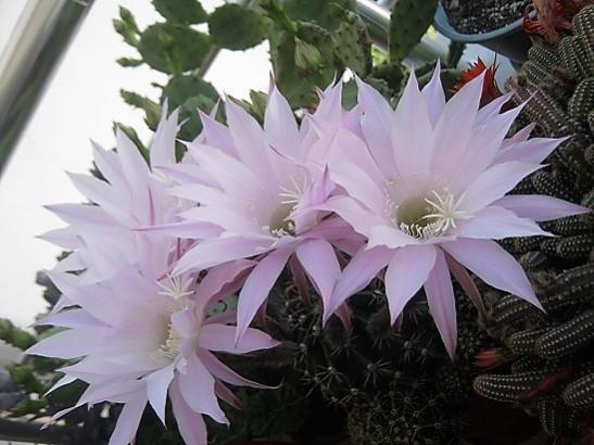 Name:  echinopsis.jpg
Views: 1011
Size:  38.2 KB