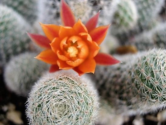 Name:  rebutia.jpg
Views: 1007
Size:  38.1 KB