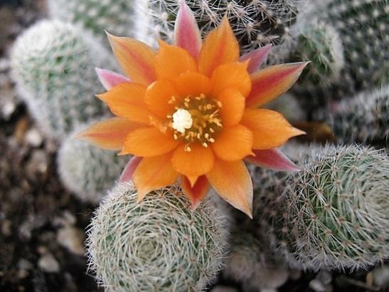 Name:  rebutia1.jpg
Views: 1067
Size:  42.9 KB