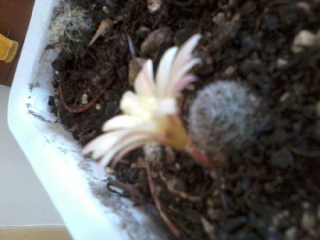 Name:  2017-06-24 16.00.57.jpg
Views: 206
Size:  31.9 KB