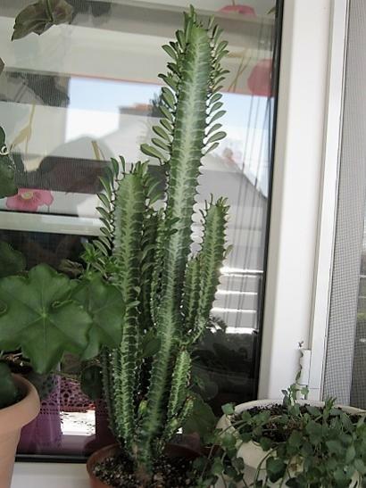 Name:  e. trigona.jpg
Views: 1002
Size:  41.0 KB