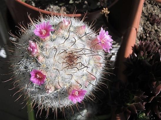 Name:  m. bombycina.jpg
Views: 1011
Size:  47.9 KB