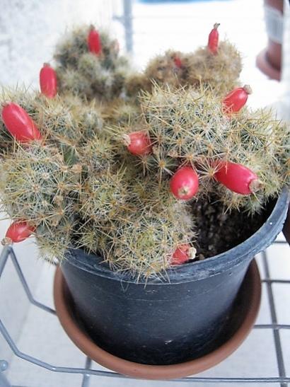 Name:  mammillaria.jpg
Views: 1039
Size:  45.4 KB