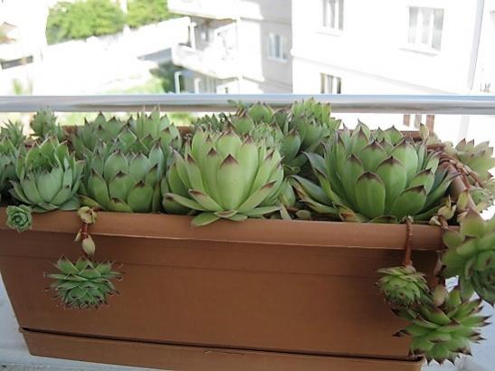 Name:  sempervivum.jpg
Views: 959
Size:  32.5 KB