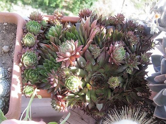 Name:  sempervivum-.jpg
Views: 935
Size:  58.1 KB