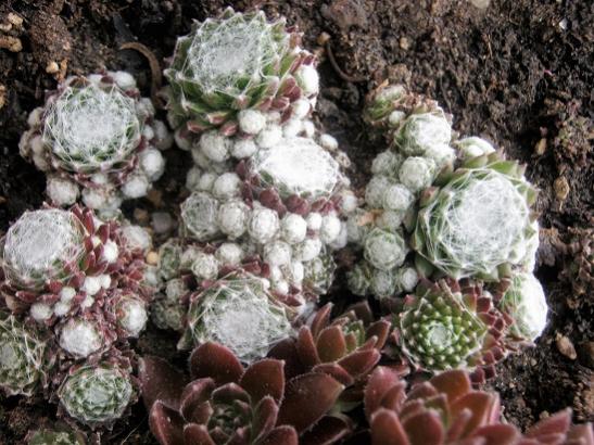 Name:  sempervivum1.jpg
Views: 949
Size:  57.7 KB