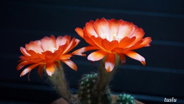 Name:  DSC00083kk.jpg
Views: 2230
Size:  21.0 KB