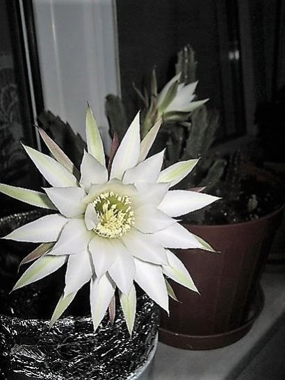 Name:  m. matudea.jpg
Views: 879
Size:  38.0 KB