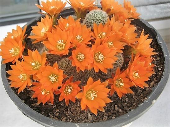 Name:  rebutia.jpg
Views: 872
Size:  47.7 KB