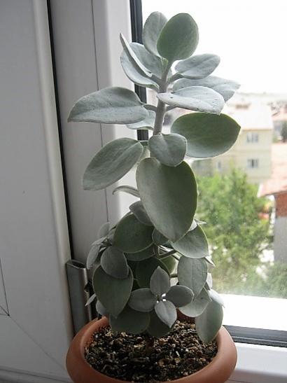 Name:  k. hilldebranthii.jpg
Views: 864
Size:  29.0 KB