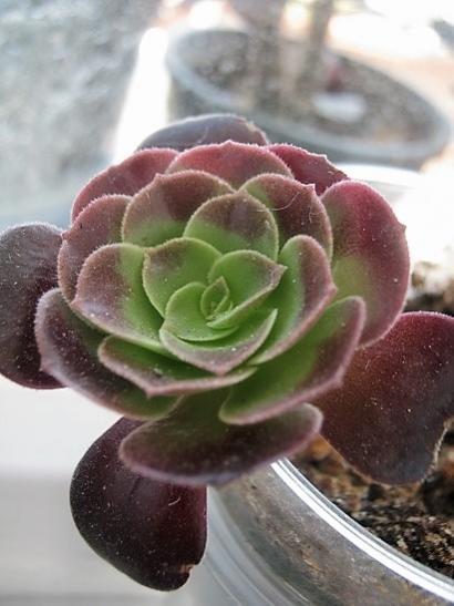 Name:  aeonium.jpg
Views: 836
Size:  32.8 KB