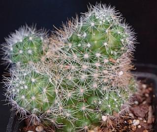 Name:  DSC002yuyf.jpg
Views: 2060
Size:  23.9 KB
