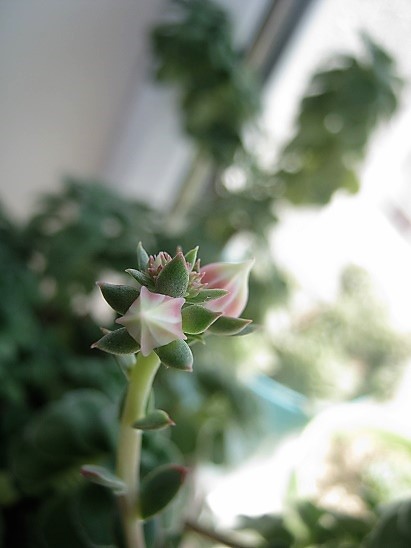 Name:  echeveria eidi.jpg
Views: 777
Size:  62.1 KB