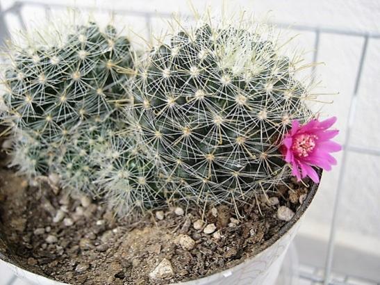 Name:  mammillaria cowperae.jpg
Views: 788
Size:  59.3 KB