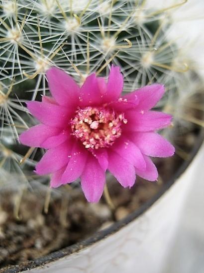 Name:  m. cowperae.jpg
Views: 779
Size:  36.7 KB