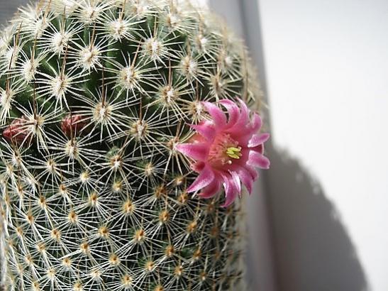 Name:  m. matudea.jpg
Views: 813
Size:  58.5 KB